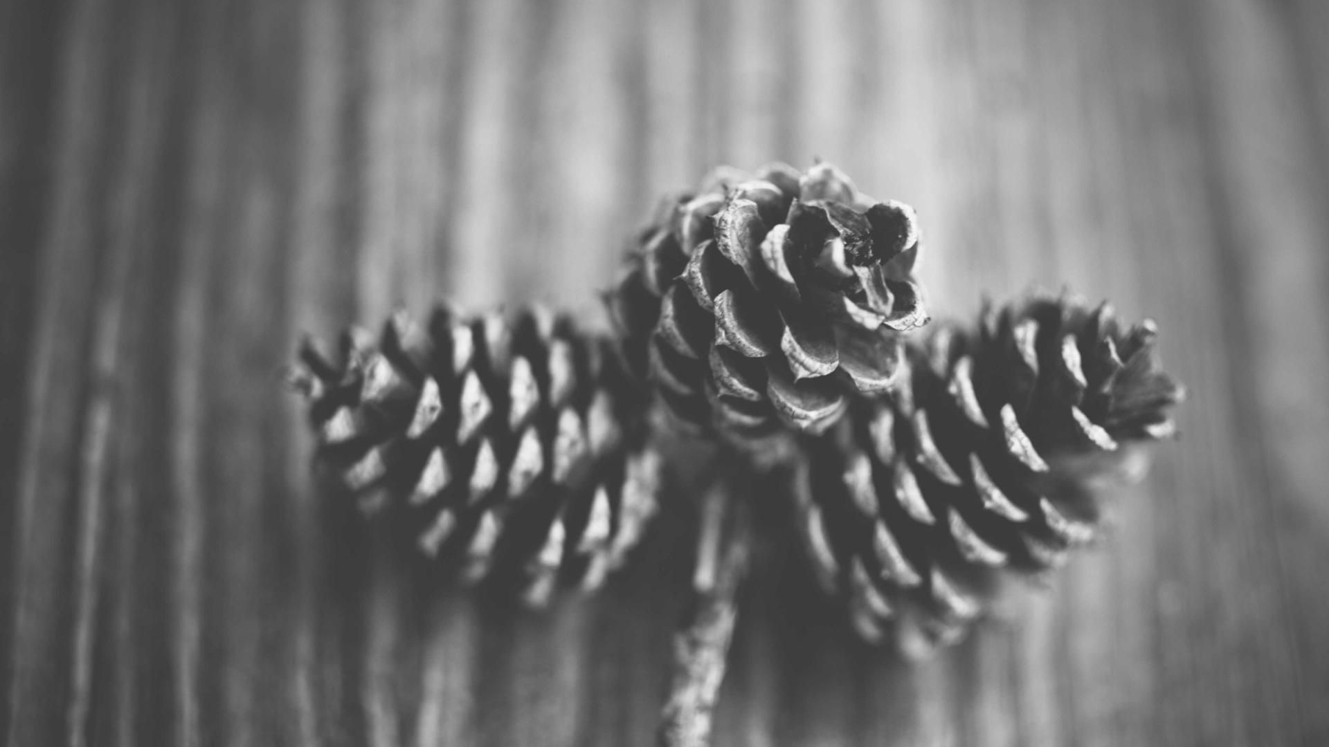 Qjmwjm Pxqmbbg Qrbvipw