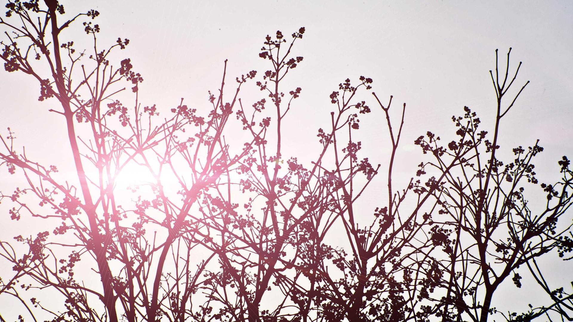 Ynaf Lgjrimqi Xbqyxlqplr