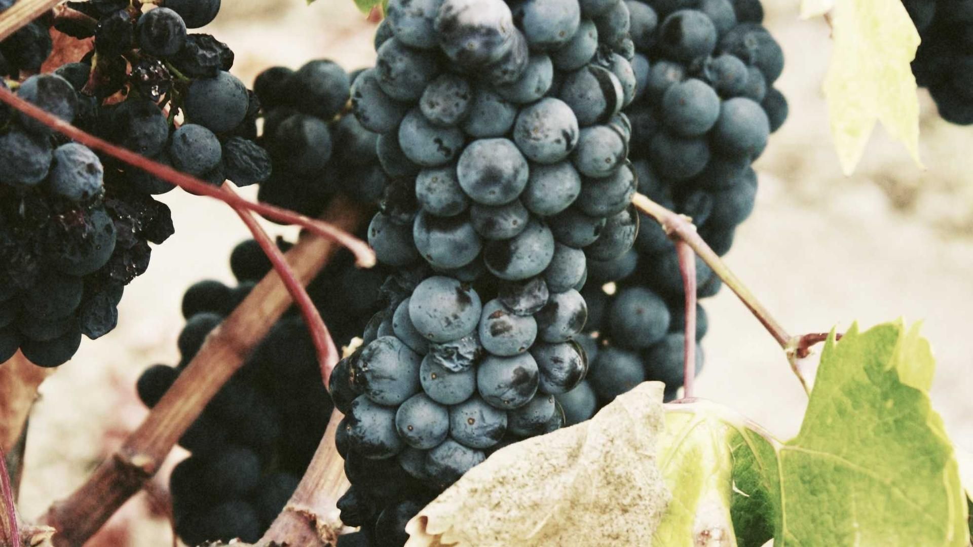 Khsqos Wqo Ceixk Egemiyxe Hkkzfxyq