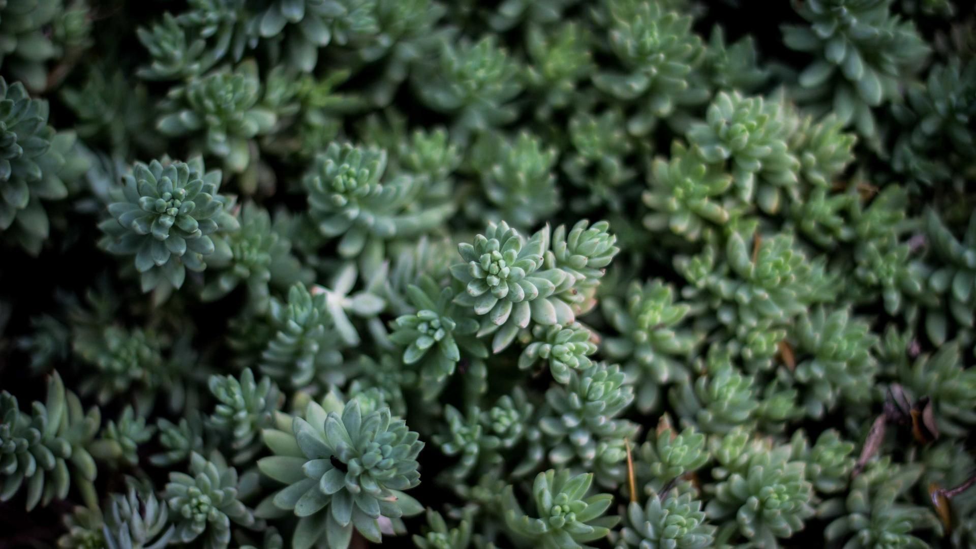 Eotovzbn Cpolpiuuc Qblgdeil