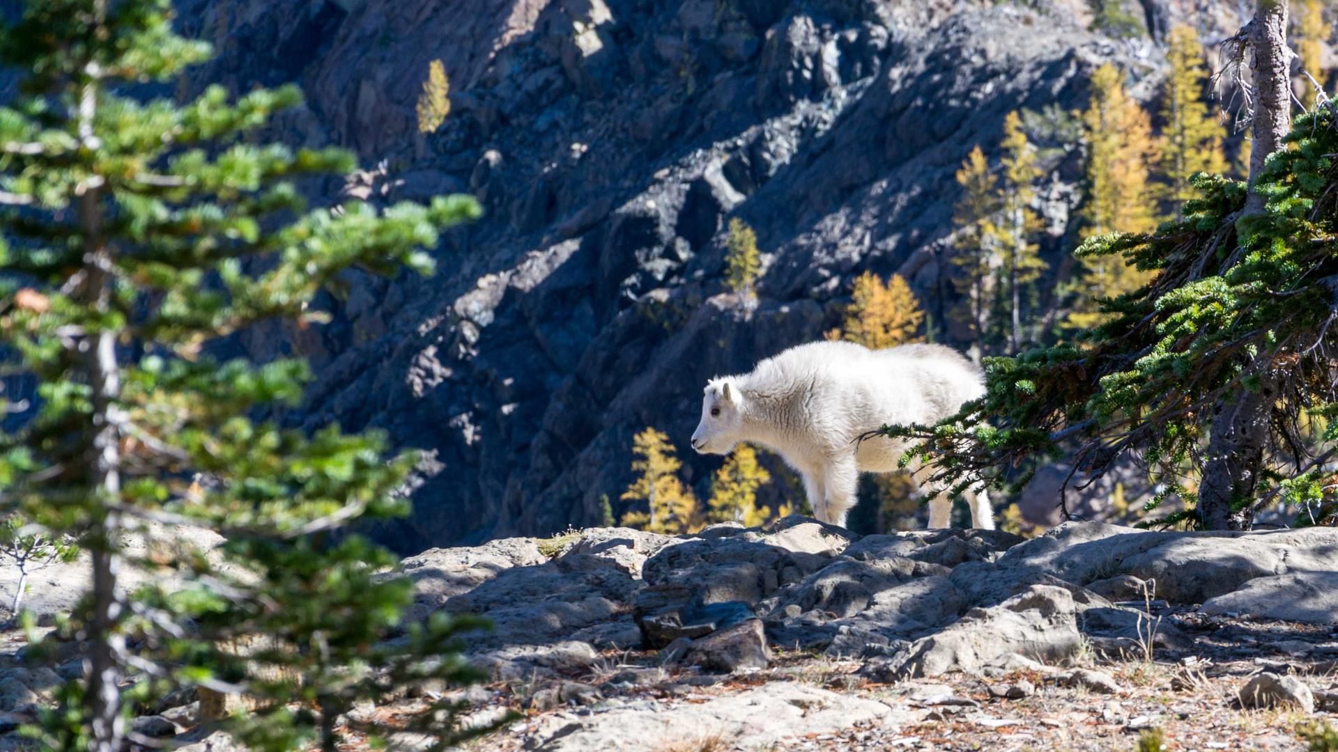 Dgmg Wqprifvu Brtjrj