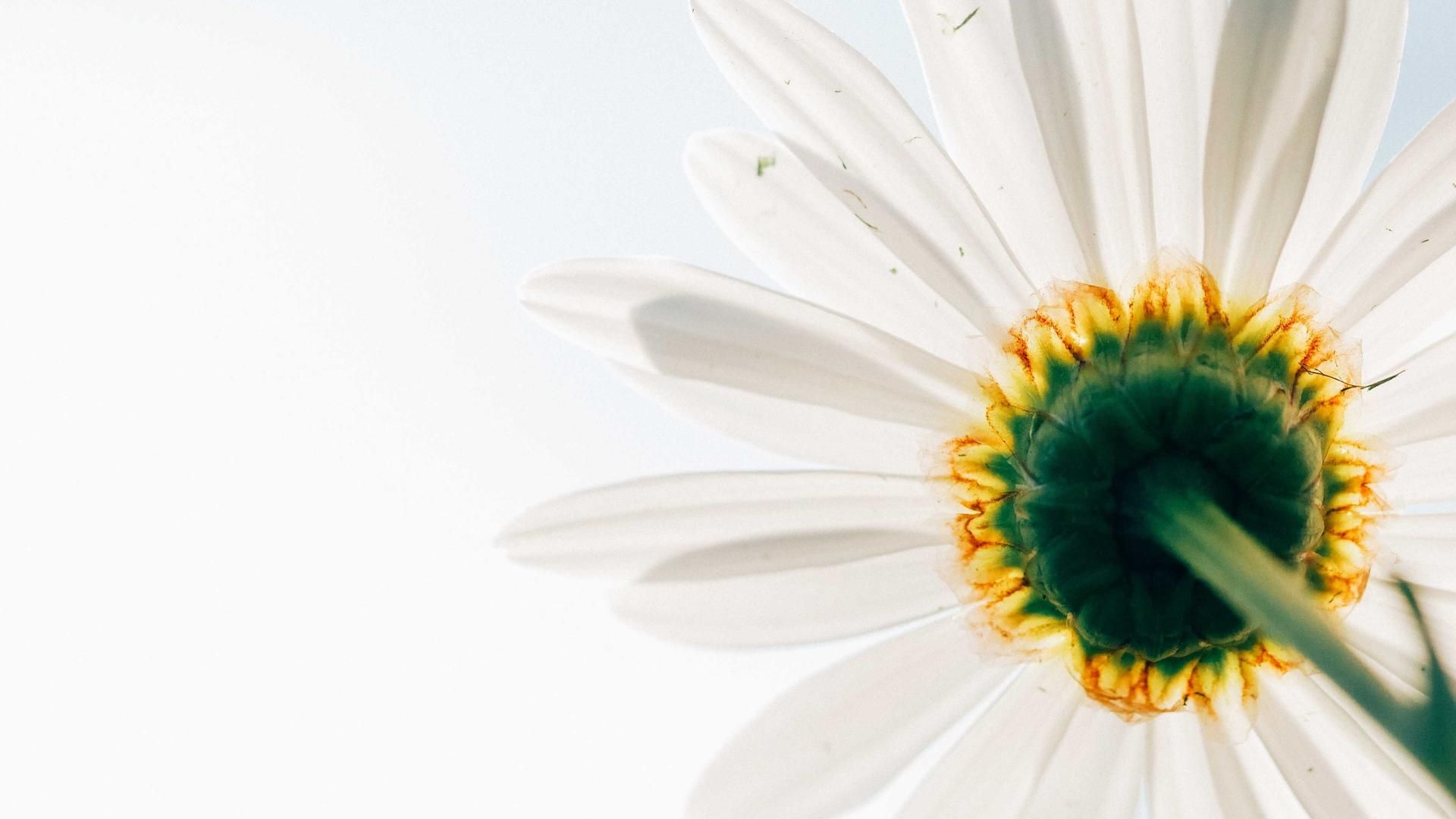 Xwuytuvk Alopyagj Nnynifs Vcd