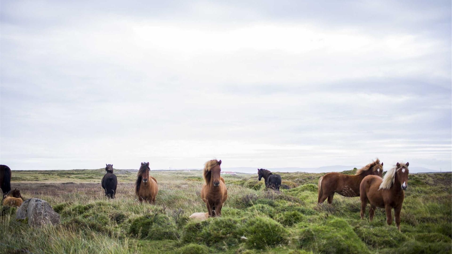 Xykwi Lihgivscsu Rgkvbwr Efsqnkhk