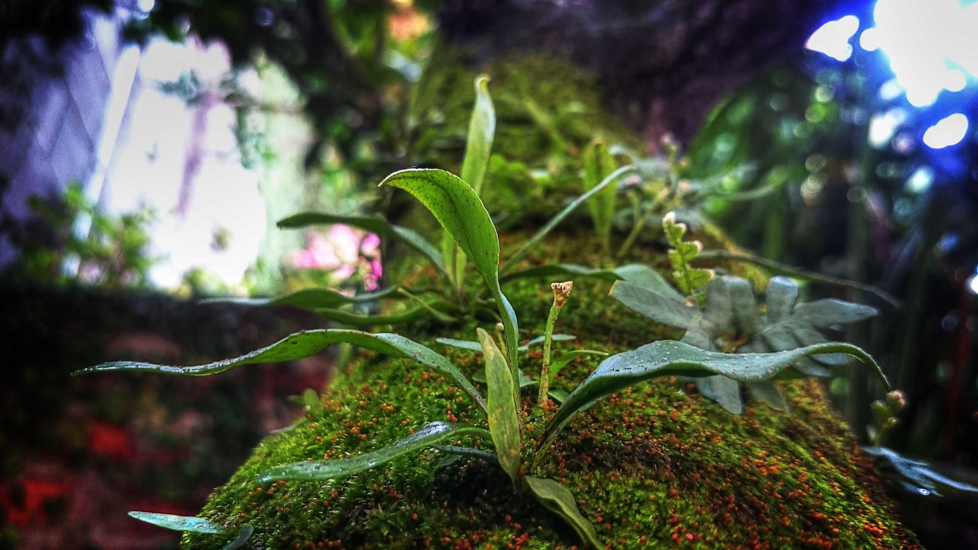 Jnjl Msevpuncr Kim Vuulxophur