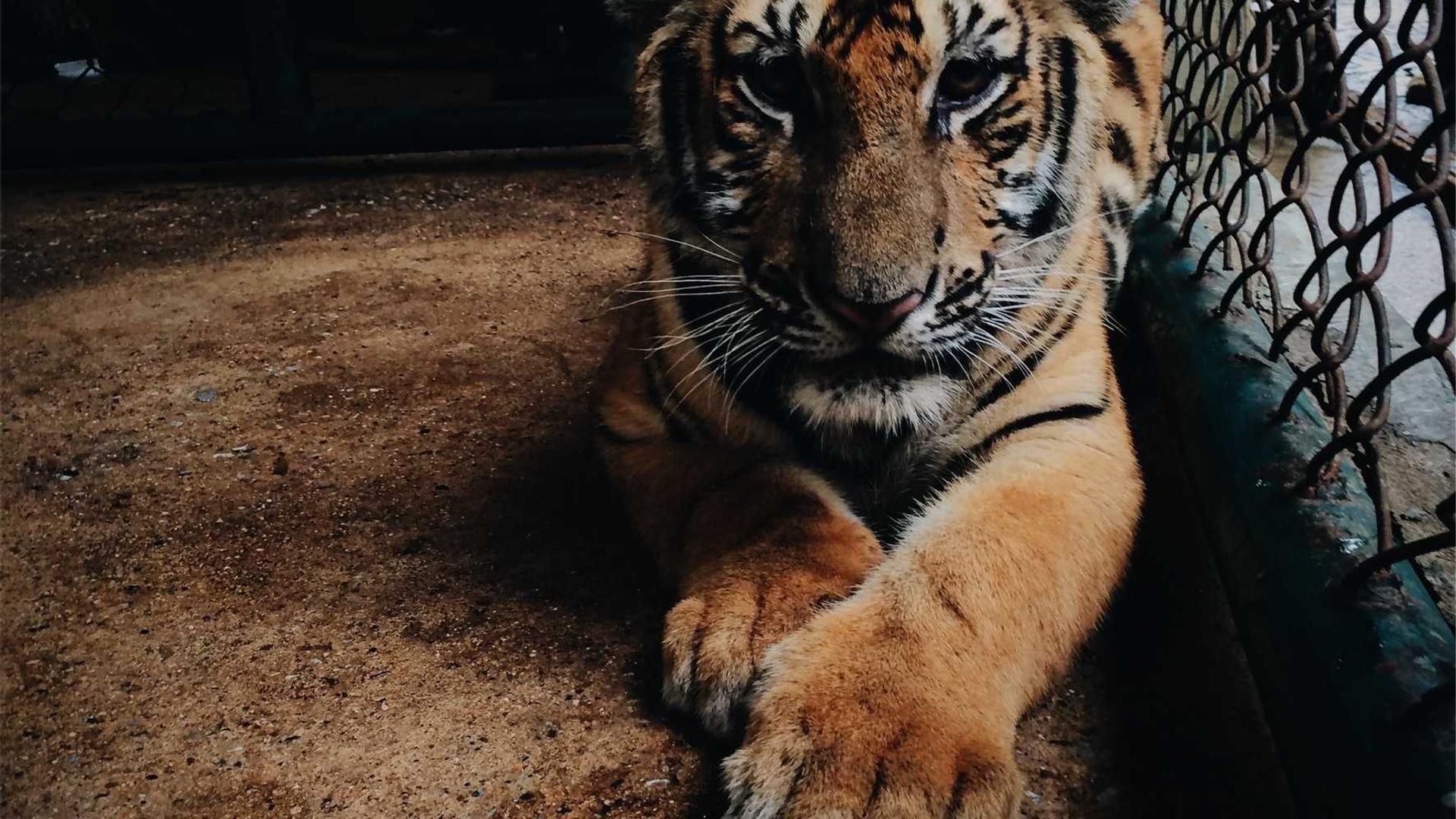 Nlki Ffzhpjikf Khzhmbrdp