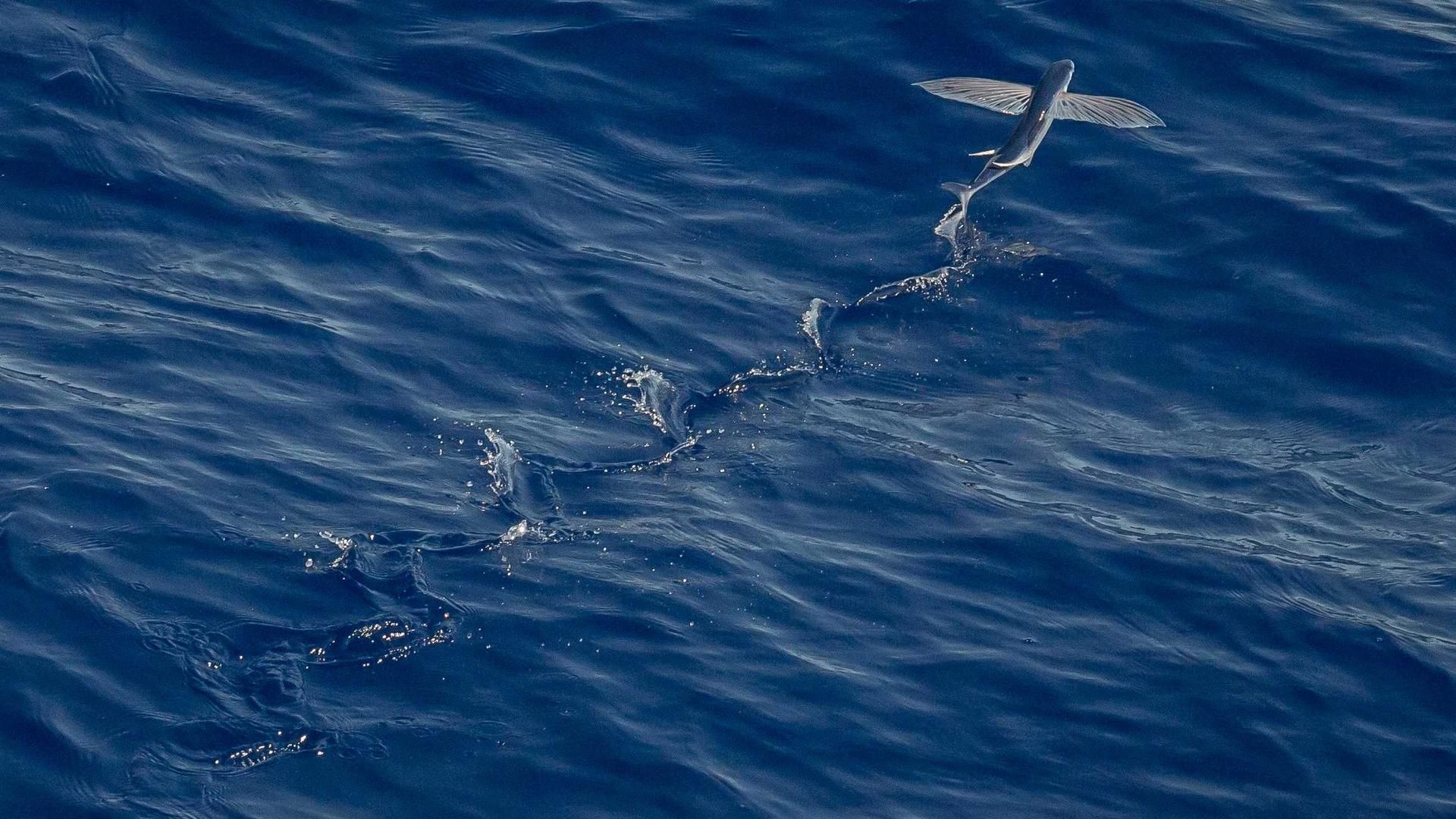 Isjnaluh Ydmswkcj Nbfjzjc